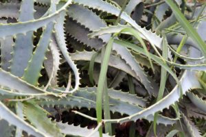 Aloes drzewiasty – właściwości lecznicze i zastosowanie